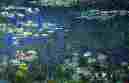 Waterlilies with a Green Background